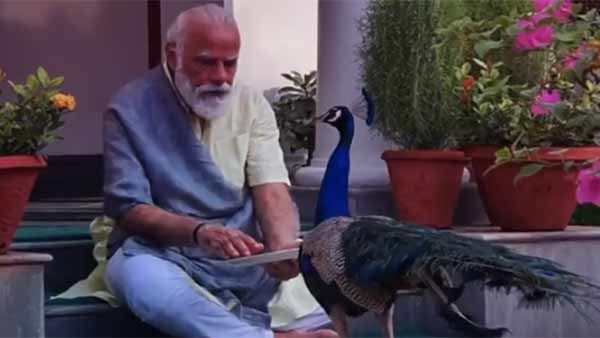 தமிழ் கடவுள் முருகனின் வாகனம் மயிலுக்கு உணவு கொடுக்கும் மோடி - வீடியோ செம வைரல்