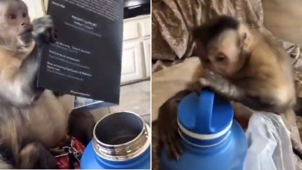 என்னா சந்தோஷம் அந்த குரங்கு முகத்துல.. புரிஞ்ச மாதிரியே பேப்பரை வேற எடுத்து படிச்சு பாக்குதே!