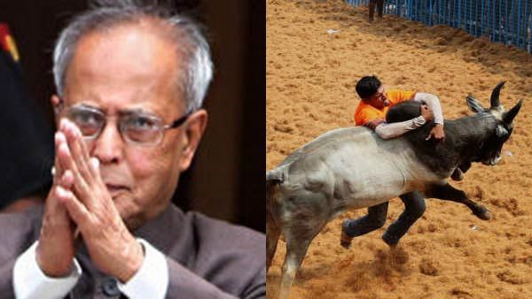 தமிழகத்துக்கு ஒரு ஜல்லிக்கட்டு.. கர்நாடகாவிற்கு ஒரு கம்பாலா.. கலாச்சார காவலன் பிரணாப் செய்தது என்ன?