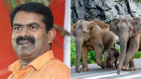 தற்போதைய சூழல் தொடர்ந்தால் யானைகள் தினம் இருக்கும்...யானைகள் இருக்காது என்கிற நிலை வரும்– சீமான்