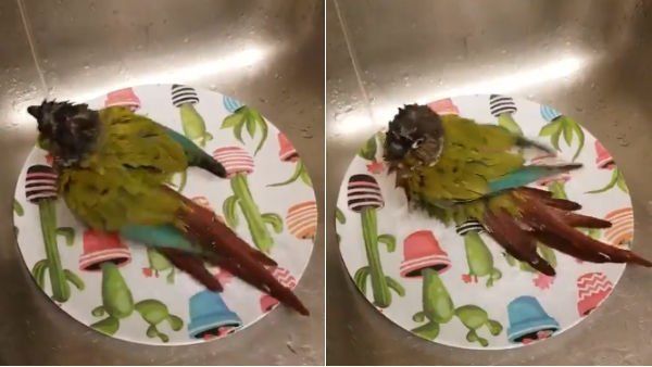 ‘எனக்கு இதுதான் குற்றால அருவி’.. சமையலறை குழாயில் குளித்து மகிழும் பறவை.. என்ன ஒரு பரவசம்!