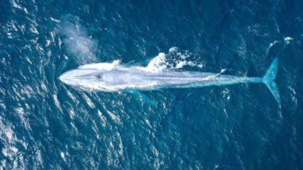 உலகின் மிகப்பெரிய விலங்கு.. 100 ஆண்டில் 3வது முறையாக காட்சி.. டக்கென கிளிக்கிய போட்டோகிராபர்!