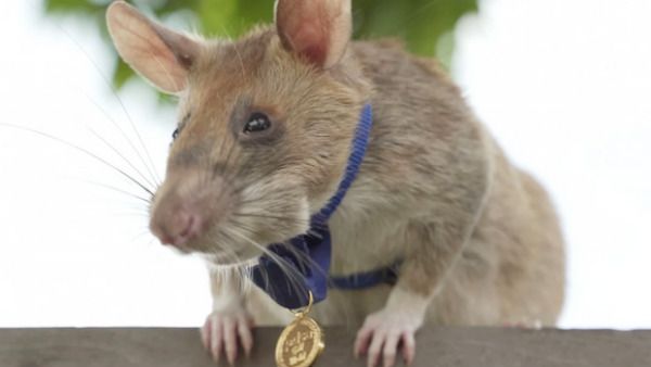 கம்போடிய எலிக்கும் தங்கப்பதக்கம் வழங்கி கௌரவித்த இங்கிலாந்து.. எதற்காக தெரியுமா?