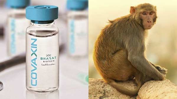 கோவாக்சின்... குரங்கு பரிசோதனையில்... அபாரமான நோய் எதிர்ப்பு சக்தி... முழு வெற்றி!!