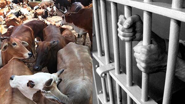 உ.பி: 50% தேசிய பாதுகாப்பு சட்ட வழக்குகள் பசுவதை குற்றத்துக்காக மட்டும்!