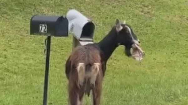 கழுதைதான் பேப்பரைச் சாப்பிடும்.. இப்போ நீங்களும் ஆரம்பிச்சுட்டீங்களா ஆபிசர்?