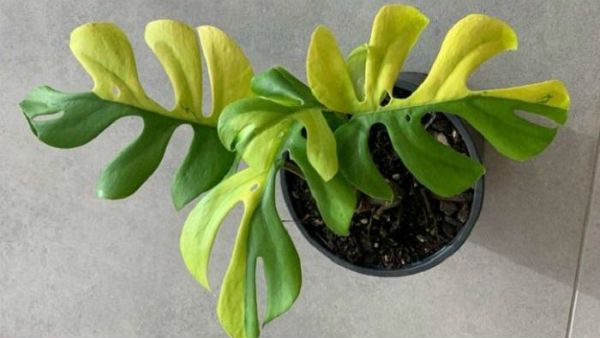 முளைச்சி 4 இலைதான் விட்டிருக்கு.. இந்த தம்மாத்துண்டு செடிக்கு வந்த வாழ்வை பாருங்க! பரபரக்கும் நியூஸி