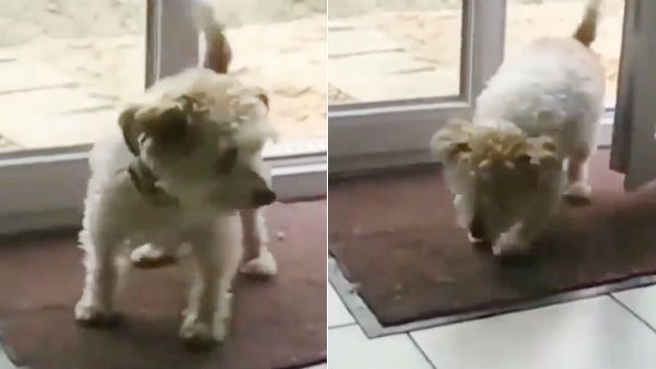 மனுஷன் கெட்டான் போங்க!.. இந்த செல்லக்குட்டி பப்பிக்கு எம்புட்டு அறிவு?.. வைரல் வீடியோ!