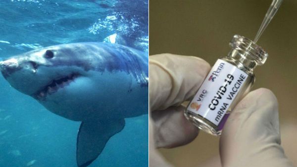 கொரோனா தடுப்பு மருந்துக்கு... சுறா எண்ணெய்... கலிபோர்னியா அமைப்பு எதிர்ப்பு!!