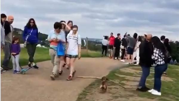 வாயில் நீளமான குச்சி... இந்த நாய்க்குட்டிக்கு இருக்கற அறிவு எல்லோருக்கும் இருந்தா கொரோனாலாம் ஓடிடும்