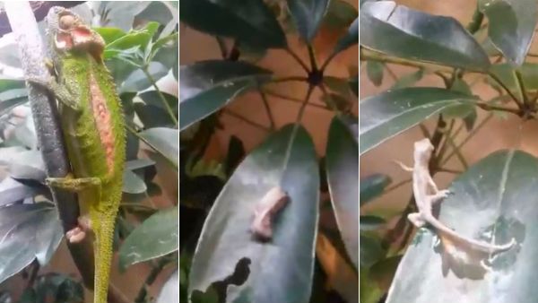 இலையில் பந்து போல் ஏதோ விழுகிறது.. உற்று பார்த்தால் பச்சோந்தி குட்டி.. பிறந்தவுடன் சுறுசுறுப்பு