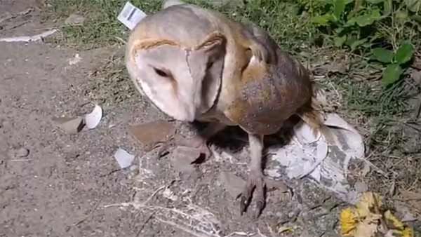 மனித முகம் கொண்ட அரிய வகை ஆந்தை.. செங்கல்பட்டு குடியிருப்பிற்கு வந்ததால் பரபரப்பு!