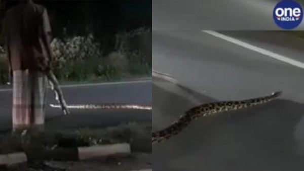 கோவை.. 12 அடி நீளத்தில் ரோட்டுக்கு வந்த மலைப்பாம்பு.. காப்பாற்றிய 'கருணை..' வைரலாகும் வீடியோ