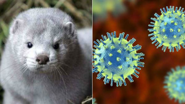 அமெரிக்காவில் மனிதரிடம் இருந்து பரவிய கொரோனா... 10,000 மிங்க் விலங்குகள் உயிரிழப்பு!!