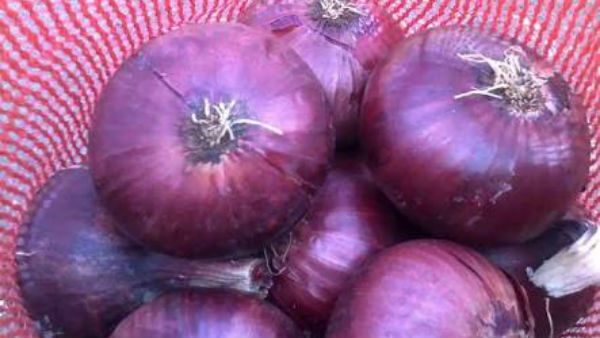 எகிப்து வெங்காயம் இன்று முதல் சென்னை பசுமை பண்ணை கடைகளில் விற்பனை - இனி கண்ணீர் வராது