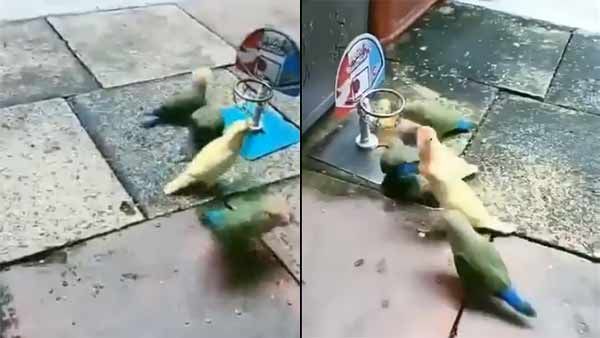 விடாத பிடுங்கு.. நல்லா தூக்கிப் போடு.. பச்சையா மஞ்சளா.. உங்களுக்குப் பிடிச்சது யாருனு சொல்லுங்க!