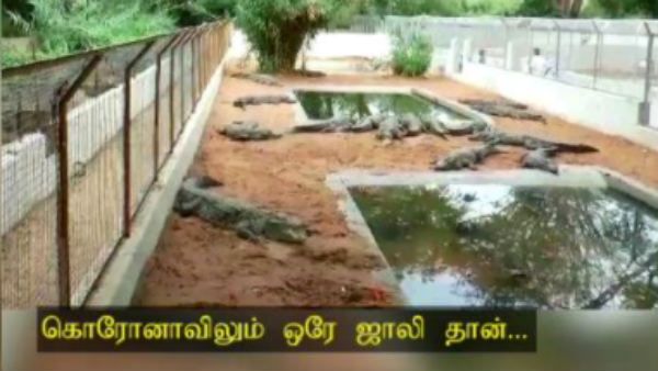 திருப்பூர்: கொரோனாவிலும் ஒரே ஜாலி தான்.. உல்லாசமாக உலா வரும் முதலைகள்
