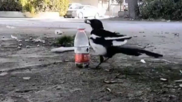 Thirsty Crow- கதை கேட்டோமே நினைவிருக்கா?.. அது நிஜத்திலேயே நடந்திருக்கு!.. வைரலாகும் வீடியோ!!
