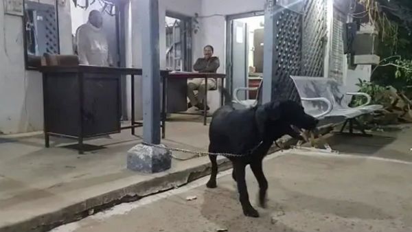 கோகோவா, டைகரா.. உரிமை கோரிய 2 பேர்.. குழம்பி போன போலீஸ்.. கடைசியில் 3 வயது நாய்க்கு டிஎன்ஏ. சோதனை!