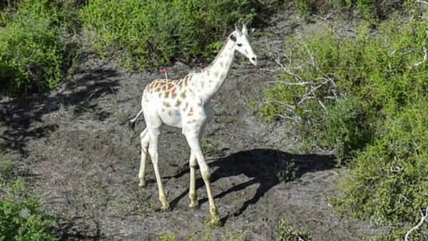 உலகின் கடைசி வெள்ளை ஒட்டகச் சிவிங்கி இதுதான்.. உடலில் ஜிபிஎஸ் பொருத்தியாச்சு.. ஏன் தெரியுமா?