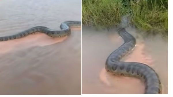 ‘அனகோண்டா உண்மைதானாம்.. ஆனா’.. எதையுமே பார்த்ததும் நம்பி ஏமாந்துடாதீங்க மக்கா!