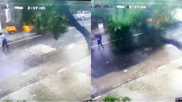 திருவல்லிக்கேணி அருகே முதியவர் மீது வேரோடு மரம் விழுந்து பலி.. நெஞ்சை உலுக்கும் வீடியோ காட்சிகள்