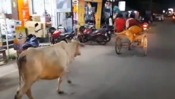 விபத்தில் சிக்கிய கன்று.. 3 கிமீ வண்டியின் பின்னாலேயே ஓடிய தாய்ப்பசு.. கலங்க வைக்கும் வீடியோ