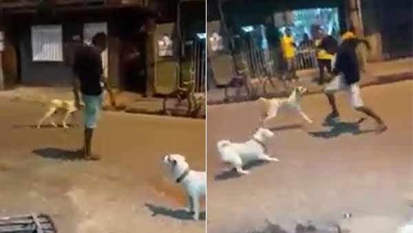 மான் கராத்தே பார்த்திருப்பீங்க.. நாய் கராத்தே பார்த்திருக்கீங்களா.. நாய் சேகரின் அடாவடி!