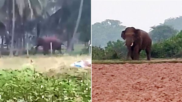 கோவை அருகே பகீர்.. ஊருக்குள் புகுந்து தாக்கிய காட்டு யானை.. முதியவர் பலி, 2 இளைஞர்கள் படுகாயம்