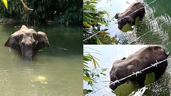 நொறுங்கியது இதயம்.. நாட்டையே உலுக்கிய கர்ப்பிணி யானை.. அன்னாசி பழத்தில் வெடி.. 2020-ன் கொடூர மரணம்