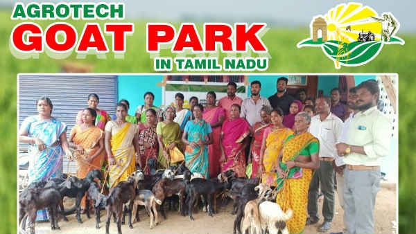 ஆடு வளர்ப்பில் அமோக லாபம்- நல்ல வருவாய் ஈட்ட அரிய வாய்ப்பு! முதலீட்டாளர்களுக்கு அக்ரோடெக் அழைப்பு!