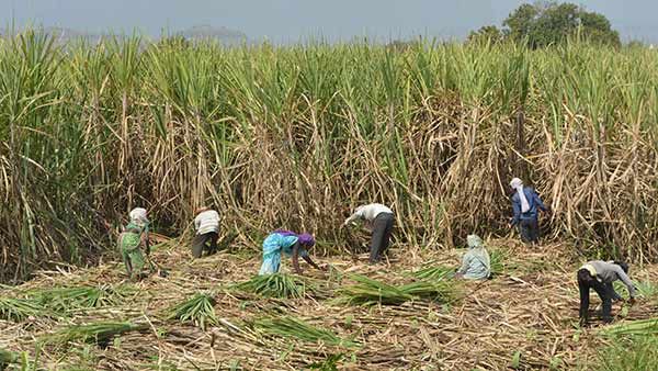 கரும்பு விவசாயிகளுக்கு ரூ.3,500 கோடி நிதியுதவி: மத்திய அமைச்சரவை ஒப்புதல்