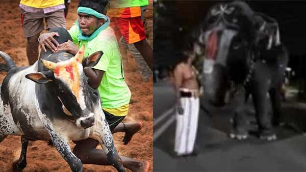 ரீவைண்ட் 2020: ஜல்லிக்கட்டு முதல் ஆண்டாள் யானையின் அசத்தல் பேச்சு வரை திருச்சியில் டாப் 10