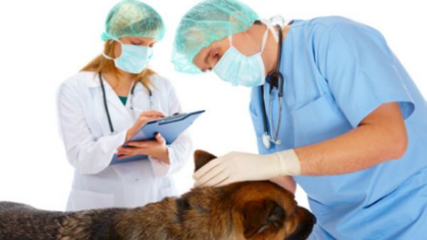 தமிழகத்தில் கால்நடை உதவி மருத்துவா் காலிப் பணியிடங்கள்.. நோ்காணல் தொடங்கும் தேதி அறிவிப்பு