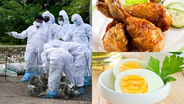 பறவைக் காய்ச்சல் மனிதனுக்கு பரவுமா? சிக்கன், முட்டை சாப்பிடலாமா? முழு விளக்கம்