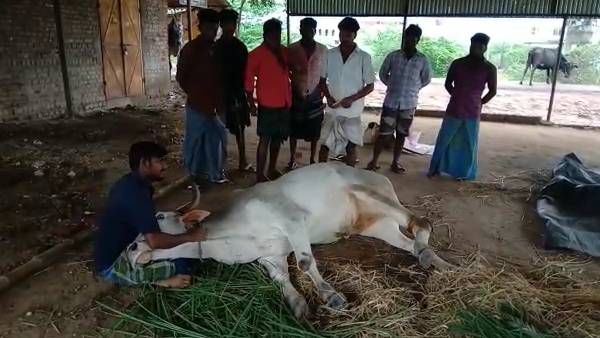 என் வயலில் உன் மாடு மேய்றதா? மாட்டின் காலை துண்டாக வெட்டி.. தஞ்சையில் நடந்த கொடூரம்
