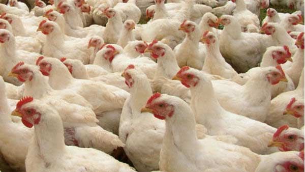 பறவைக் காய்ச்சல்.. கேரளாவிலிருந்து கோழிகள், வாத்துகளை கொண்டு வர தமிழகத்தில் 