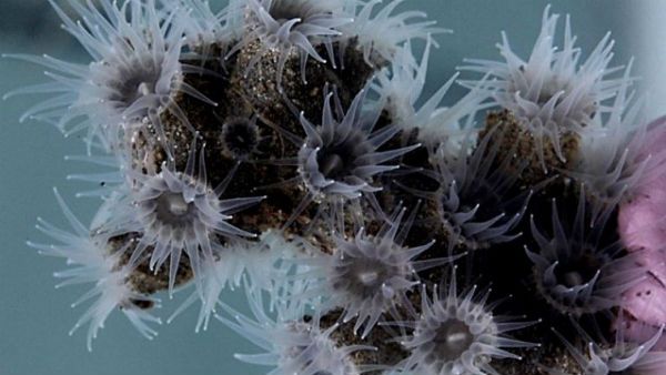 அட்லாண்டிக் பெருங்கடலில் 12 புதிய உயிரினங்கள் கண்டுபிடிப்பு