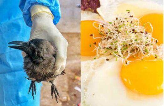 தீவிரமாக பரவும் பறவை காய்ச்சல்.. முட்டை, சிக்கன் சாப்பிடலாமா? மருத்துவர்கள் விளக்கம்