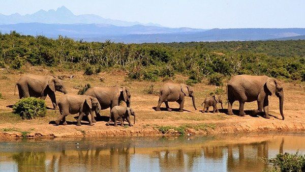 விண்வெளியில் இருந்து காட்டு யானைகளை எண்ணும் தொழில்நுட்பம் இதோ