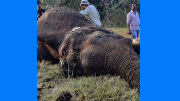 திடீரென அலறிய யானை.. காதுக்குள் ஆசிட் ஊற்றி.. தீ மூட்டி.. மிரண்டு போன டாக்டர்கள்.. உறைந்து போன ஊட்டி