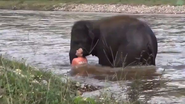 நாம் யானையை எப்படி பார்க்கிறோம்.. யானை நம்மை எப்படி பார்க்கிறது? நீங்களே பாருங்க!