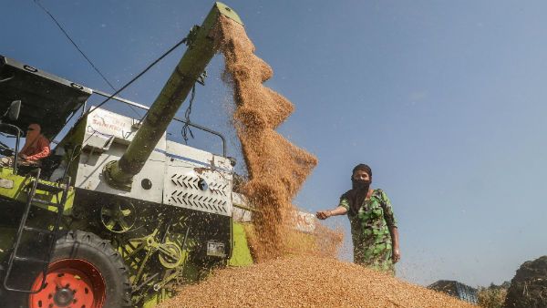 அரிசி ஏற்றுமதியில் இந்தியாவின் அசுர வளர்ச்சி! - கையேந்தும் நிலையில் சீனா