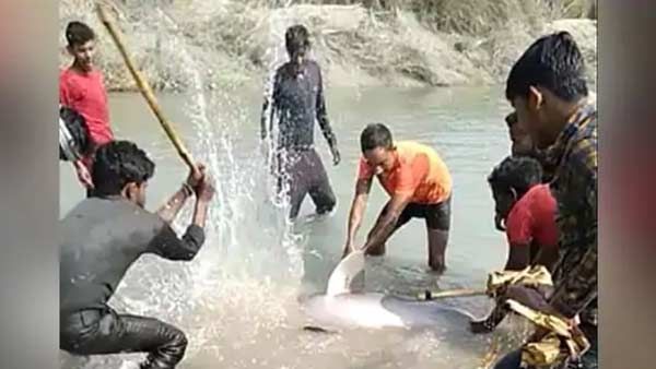 உங்களுக்கு இதயமே இல்லையா... இப்படியா செய்வீங்க... கம்புகளால் டால்பினை அடித்துக் கொன்ற 3 பேர் கைது!