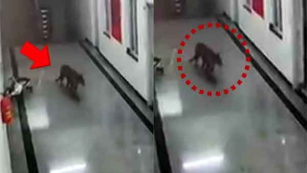 இது என்னனு பாருங்க.. அது பாட்டுக்கு போகுது.. மெடிக்கல் காலேஜுக்குள் வந்த சத்தம்.. அலறிய மக்கள்