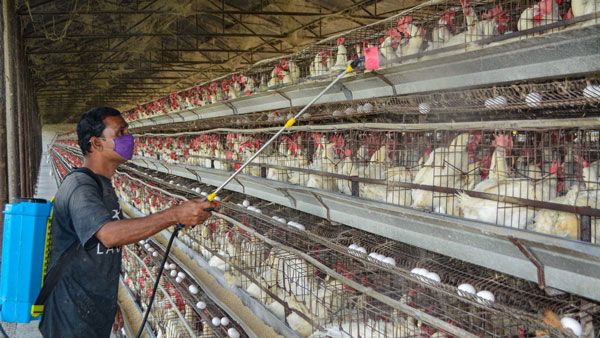 9 மாநில கோழிப் பண்ணைகளில் பறவைக் காய்ச்சல் - மத்திய அரசின் ஷாக் ரிப்போர்ட்!