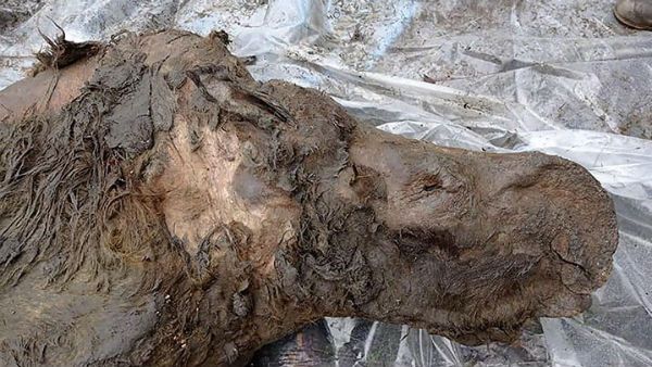 20 ஆயிரம் வருஷத்திற்கு முந்தைய காண்டாமிருகம்.. குபீரென்று வெளியே வந்த 'அழியா உடல்..' ஆடிப்போன மக்கள்