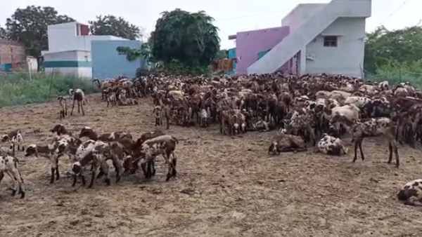 கைவிடப்பட்ட சோள பயிர்கள்...101 ஆடுகள் உயிருக்கு உலை வைத்த சோகம்