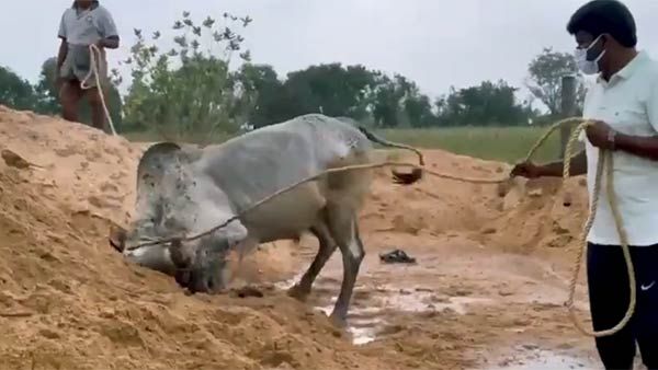 சின்னக் கொம்பனுடன் வாக்கிங்.. பாத்திங், ஸ்விம்மிங் கற்று கொடுத்த அமைச்சர் விஜயபாஸ்கர்!