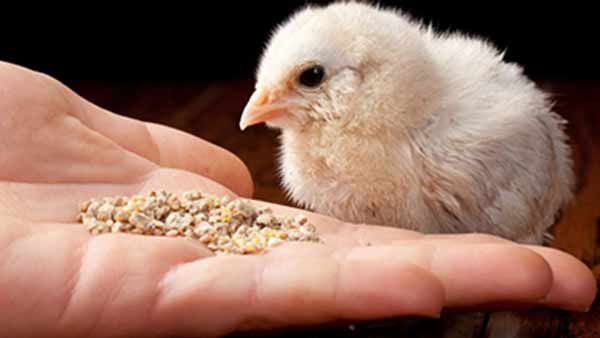 நாட்டுக்கோழி வளர்ப்பில் முதலீடு செய்து வளமான வருவாய் ஈட்ட வாய்ப்பு.. அக்ரோடெக் அழைப்பு